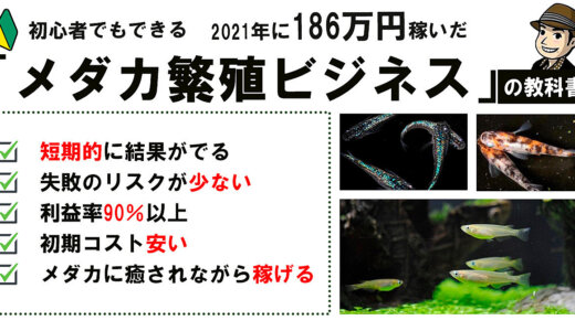 「186万円の売り上げ達成！」メダカ繁殖ビジネスの教科書